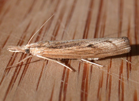 Sod Webworm